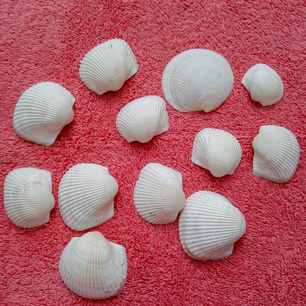 Seashells decors